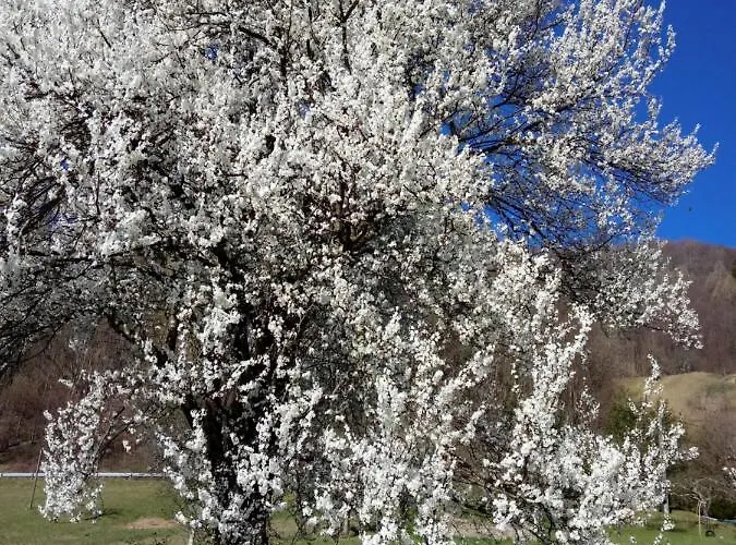Casa di campagna Pocitniska Hisa Pologar *